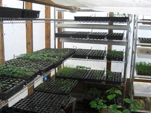 Inside A-Frame House—starter plants on wire shelves