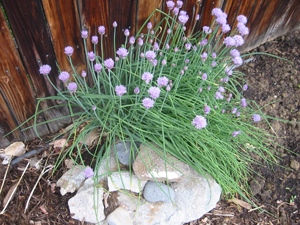 Chives grown at Father Earth Organic Farm