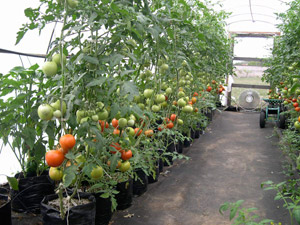 Full grown tomato plants Hoophouse