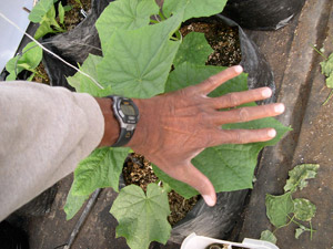 Leaf of cucumber plant in Hoophouse. Large leaves produce great cucumbers.