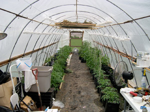 Inside Hoophouse: tomato plants in grow bags