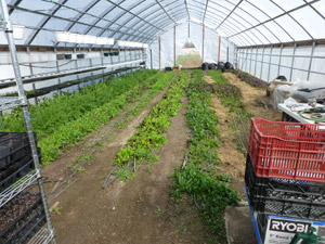 High Tunnel Greenhouse in mid April
