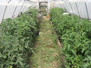 Young tomato plants in hoop house