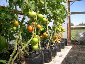 Tomatoes ripening in hoop house