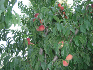 peaches grown at Father Earth Organic Farm